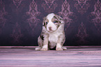 sitzender Miniature Australian Shepherd Welpe