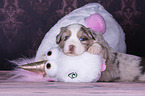 liegender Miniature Australian Shepherd Welpe