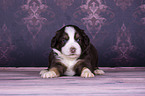 liegender Miniature Australian Shepherd Welpe