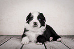 liegender Miniature Australian Shepherd Welpe