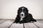 liegender Miniature Australian Shepherd Welpe