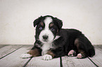 liegender Miniature Australian Shepherd Welpe