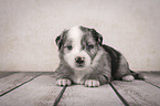 liegender Miniature Australian Shepherd Welpe