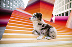 liegender Miniature Australian Shepherd Welpe