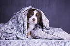 Miniatur Australian Shepherd Welpe