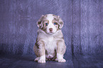 sitzender Miniatur Australian Shepherd Welpe