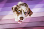 Miniature Australian Shepherd Welpe