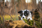 liegender Miniature Australian Shepherd