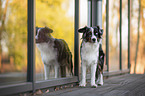 stehender Miniature Australian Shepherd