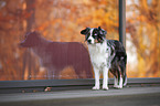 stehender Miniature Australian Shepherd