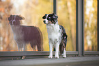 stehender Miniature Australian Shepherd