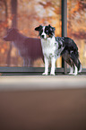 stehender Miniature Australian Shepherd