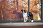 stehender Miniature Australian Shepherd