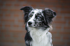 Miniature Australian Shepherd Portrait