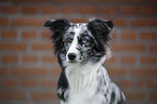 Miniature Australian Shepherd Portrait