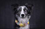Miniature Australian Shepherd Portrait