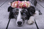 liegender Miniature Australian Shepherd