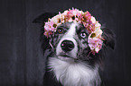 Miniature Australian Shepherd Portrait