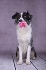 sitzender Miniature Australian Shepherd