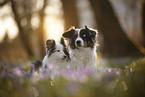 Miniature Australian Shepherd mit Sheltie