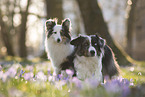 Miniature Australian Shepherd mit Sheltie