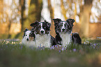 Miniature Australian Shepherds mit Sheltie