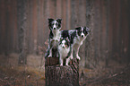 Miniature Australian Shepherd mit Sheltie