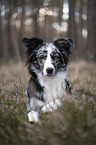 liegender Miniature Australian Shepherd