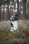 liegender Miniature Australian Shepherd