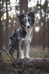 stehender Miniature Australian Shepherd