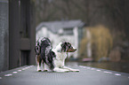 stehender Miniature Australian Shepherd