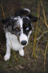 Miniature Australian Shepherd