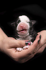 2 Tage alte Miniature Australian Shepherd
