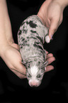 2 Tage alte Miniature Australian Shepherd