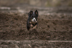 rennender Miniature Australian Shepherd