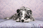 liegender Miniature Australian Shepherd