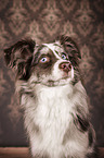 Miniature Australian Shepherd Portrait