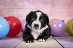 liegender Miniature Australian Shepherd