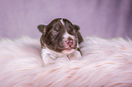 liegender Miniature Australian Shepherd Welpe