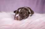 liegender Miniature Australian Shepherd Welpe