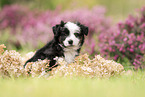 Miniature Australian Shepherd Welpe