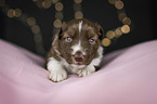 liegender Miniature Australian Shepherd Welpe