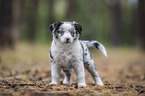 stehender Miniature Australian Shepherd Welpe