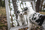 Miniature Australian Shepherd Welpe guckt in einen Spiegel