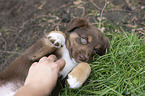liegender Miniature Australian Shepherd Welpe