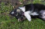 liegender Miniature Australian Shepherd Welpe