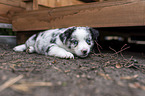 liegender Miniature Australian Shepherd Welpe