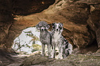 Miniature Australian Shepherd mit Kleinpudel