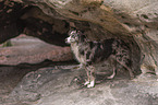 stehender Miniature Australian Shepherd