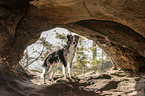 stehender Miniature Australian Shepherd